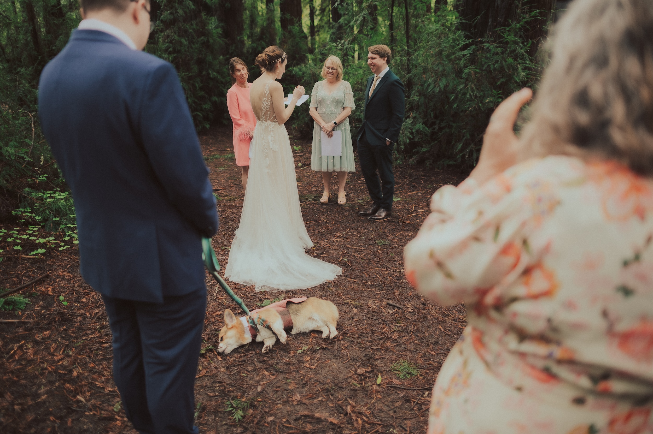 Henry Cowell Redwoods State Park Wedding, Woodhouse Brewery Wedding, Santa Cruz Wedding, James Lester Photography