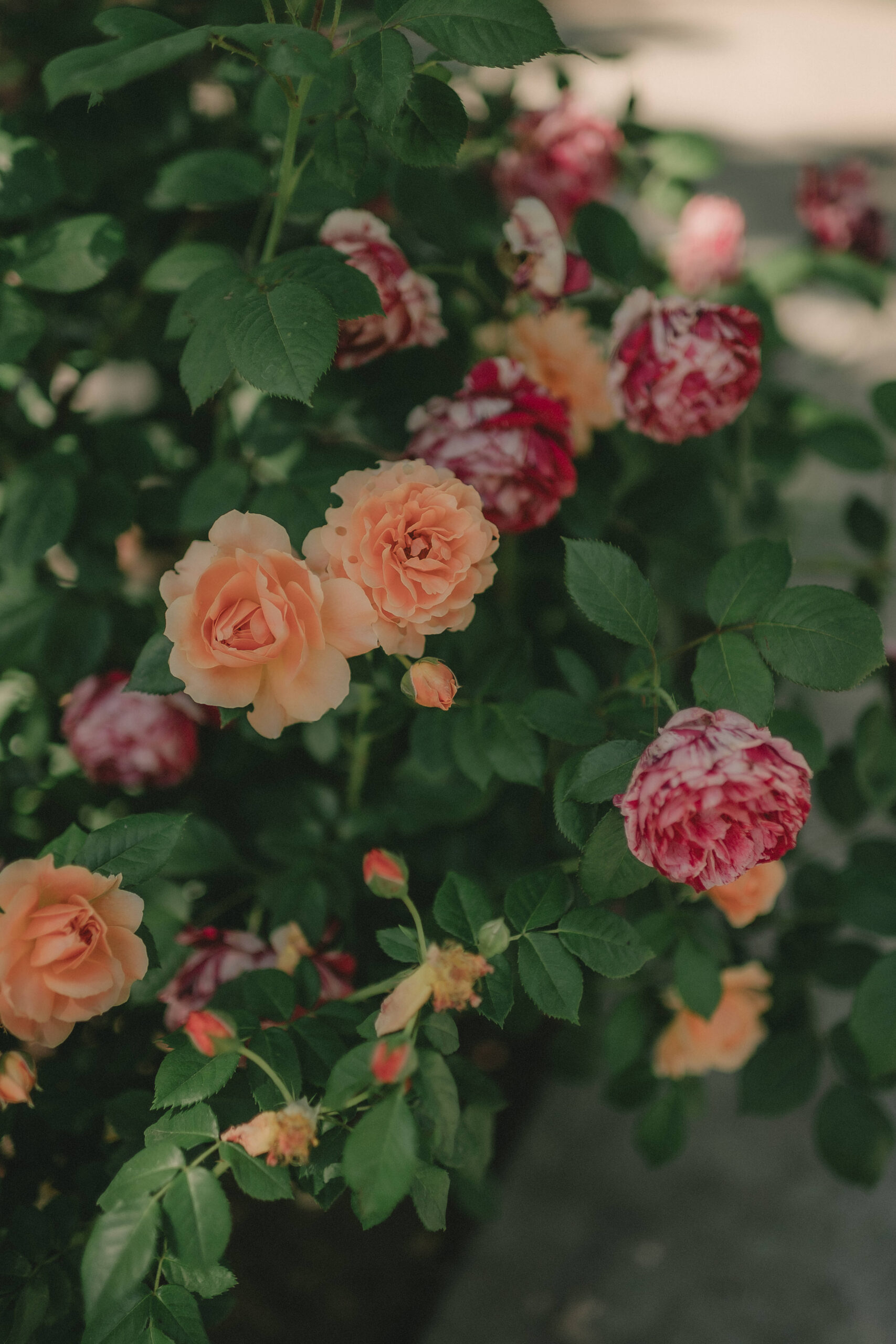 Peach and burgundy roses in the garden at Caroline and Michele’s wedding